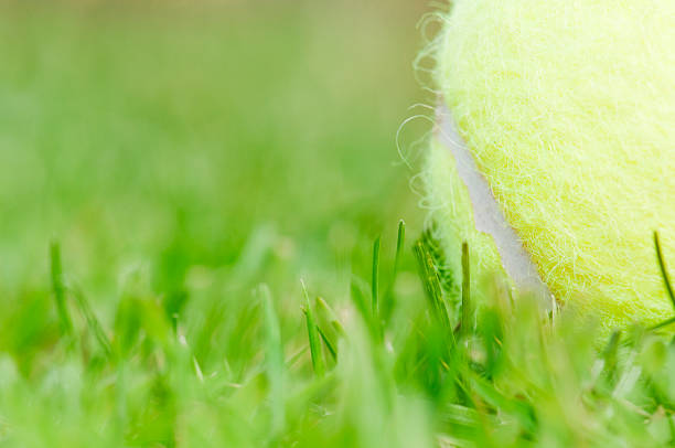 green grass field during daytime