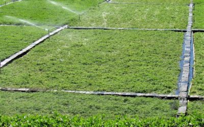 Comment assurer le drainage adéquat d’un court de tennis en gazon synthétique à Toulon ?
