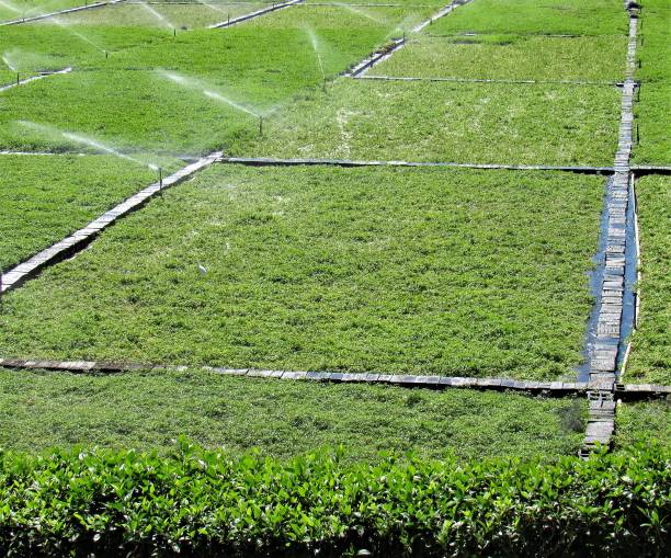 Pour maintenir un court de tennis en gazon synthétique en bon état, il est essentiel de garantir un drainage adéquat