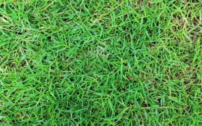 Construction terrain de tennis en gazon synthétique Toulon : Service Tennis propose-t-il des options de gazon synthétique pour des conditions de jeu spécifiques ?