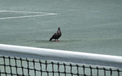 Rénovation d’un Court de Tennis en Béton Poreux à Alençon : Les Critères Importants