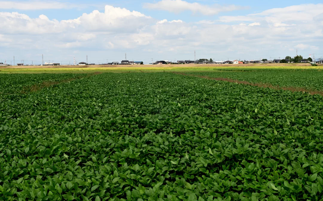 Pourquoi opter pour un arrosage automatique après la construction d&rsquo;un court de tennis à Gassin ?