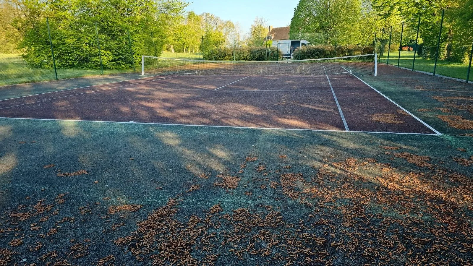 Court de tennis couvert de feuilles avant nettoyage